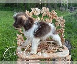 Small #2 Schnauzer (Miniature)