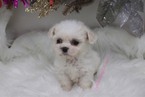 Small Photo #4 Pekingese-Poodle (Toy) Mix Puppy For Sale in LAS VEGAS, NV, USA