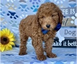 Small Photo #2 Poodle (Toy) Puppy For Sale in LANCASTER, PA, USA