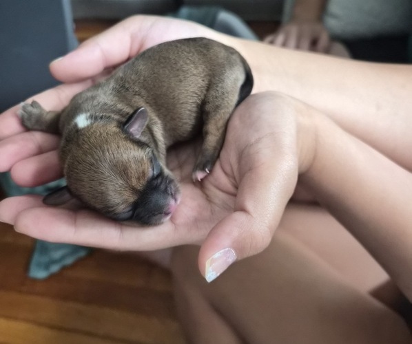 Medium Photo #1 Toy Poxer-Yorkshire Terrier Mix Puppy For Sale in SHAKER HEIGHTS, OH, USA