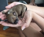 Small Toy Poxer-Yorkshire Terrier Mix