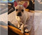 Small #1 French Bulldog