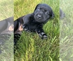 Small Photo #34 Labrador Retriever Puppy For Sale in FREDERICKSBG, OH, USA