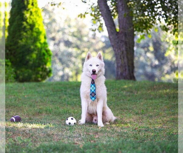 Medium Photo #6 Siberian Husky-Unknown Mix Puppy For Sale in Unionville, PA, USA