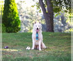 Small #5 Siberian Husky Mix