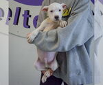 Small #3 American Bulldog-American Staffordshire Terrier Mix