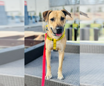 Small #6 Anatolian Shepherd-Labrador Retriever Mix