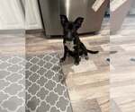 Small #2 Borador