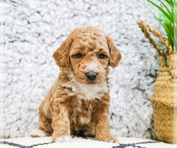 Medium Photo #25 Poodle (Toy) Puppy For Sale in SYRACUSE, IN, USA