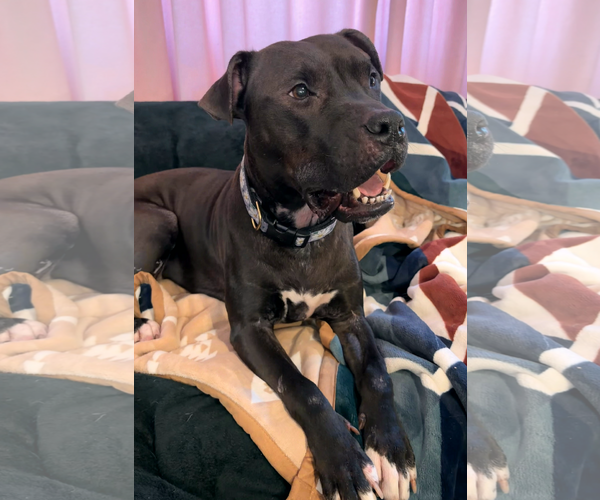 Medium Photo #6 American Staffordshire Terrier-Boxer Mix Puppy For Sale in Arlington, VA, USA