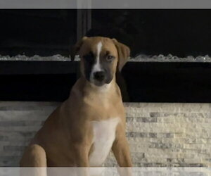 Boxer-Unknown Mix Dogs for adoption in pomfret, CT, USA