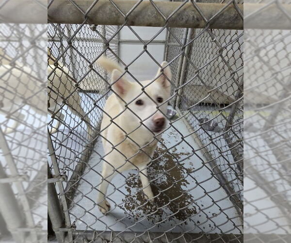 Medium Photo #5 Huskies -Unknown Mix Puppy For Sale in Winston Salem, NC, USA