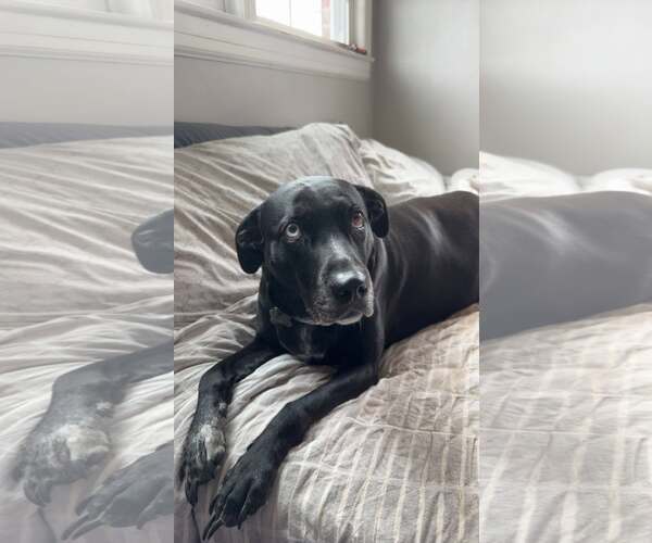 Medium Photo #1 Mutt Puppy For Sale in Arlington, VA, USA