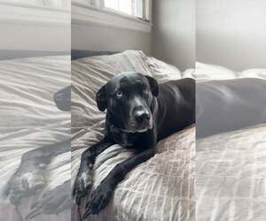 Mutt Dogs for adoption in Arlington, VA, USA