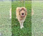 Small #3 Siberian Husky Mix