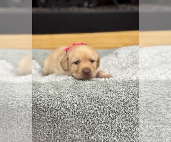 Medium Photo #6 Labrador Retriever Puppy For Sale in NORWAY, SC, USA