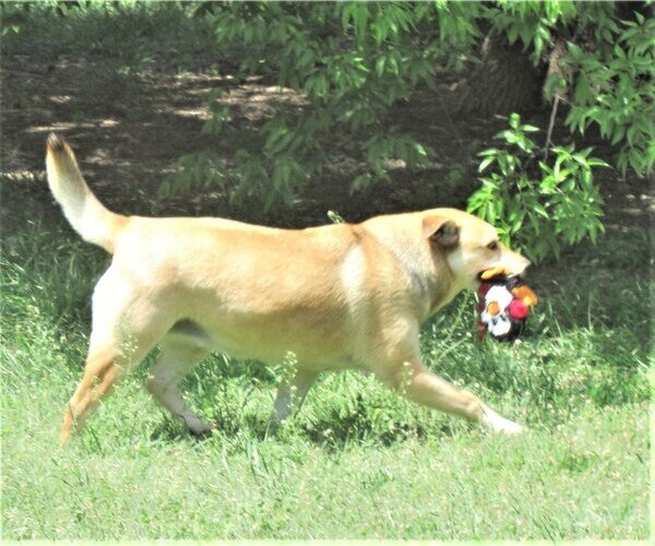 Medium Photo #4 Retriever -Unknown Mix Puppy For Sale in Godley, TX, USA