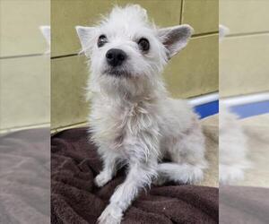 Mutt Dogs for adoption in Woodland, CA, USA