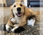 Small #15 Golden Retriever