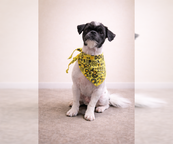 Medium Photo #2 Shih Tzu Puppy For Sale in Oakley, CA, USA