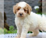 Small #2 Poodle (Miniature)