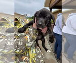 Small #1 Labrador Retriever Mix
