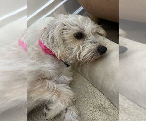 Tres Leches - Female Mutt Dog for Adoption - Photo #3