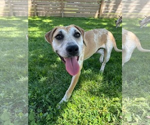 Mutt Dogs for adoption in Germantown, OH, USA