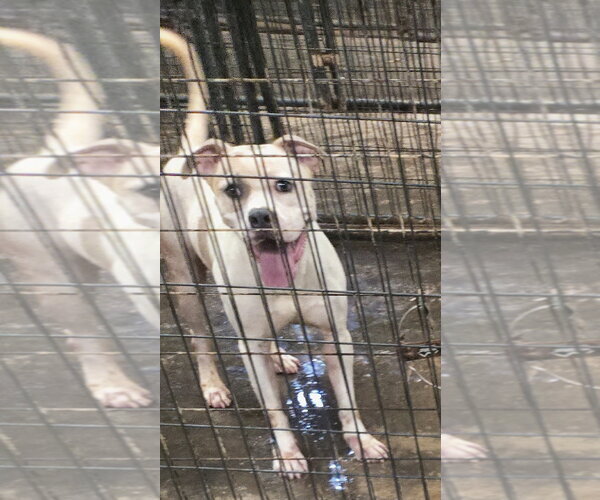Medium Photo #2 American Staffordshire Terrier-Unknown Mix Puppy For Sale in Jackson, MS, USA