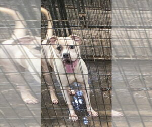 Edward - Male American Staffordshire Terrier-Unknown Mix Dog for Adoption - Photo #2