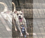 Small #1 American Staffordshire Terrier Mix