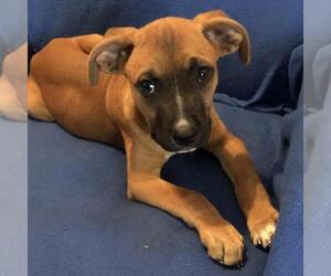 Boxer-Unknown Mix Dogs for adoption in Yardley, PA, USA