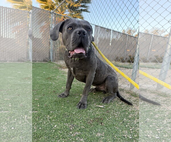 Medium Photo #3 Mutt Puppy For Sale in Goodyear, AZ, USA