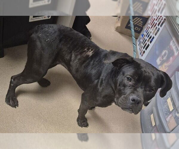 Medium Photo #2 Mutt Puppy For Sale in Decatur, IL, USA