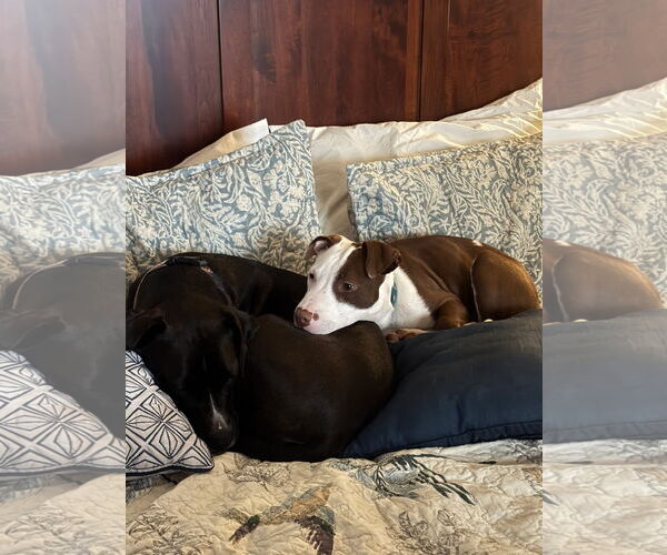 Medium Photo #6 American Pit Bull Terrier-Unknown Mix Puppy For Sale in Germantown, OH, USA