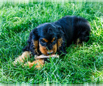 Small #6 Cocker Spaniel