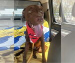 Small #5 Labrador Retriever Mix