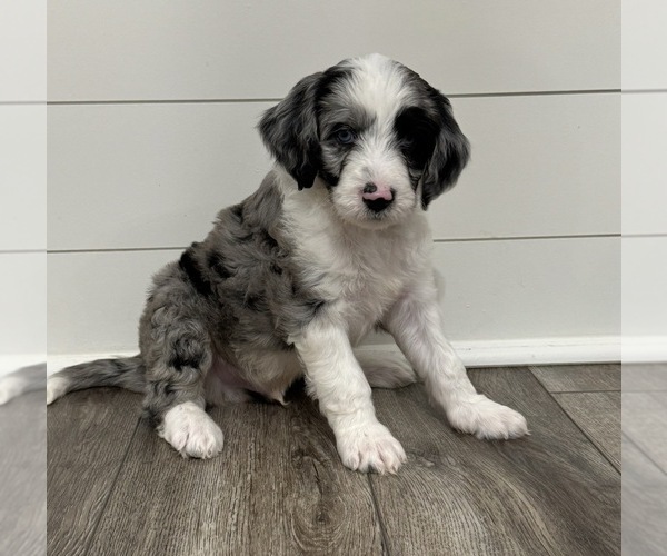 Medium Photo #6 Aussiedoodle Puppy For Sale in BAKERSFIELD, CA, USA