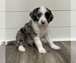 Litter of 10 - Male(s) and Female(s) AussiedoodleLitter of Puppies for Sale - Photo #6