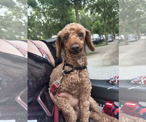 Poodle (Miniature)-Unknown Mix Dogs for adoption in Farmington, MN, USA