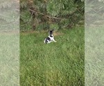 Small #4 Rat Terrier