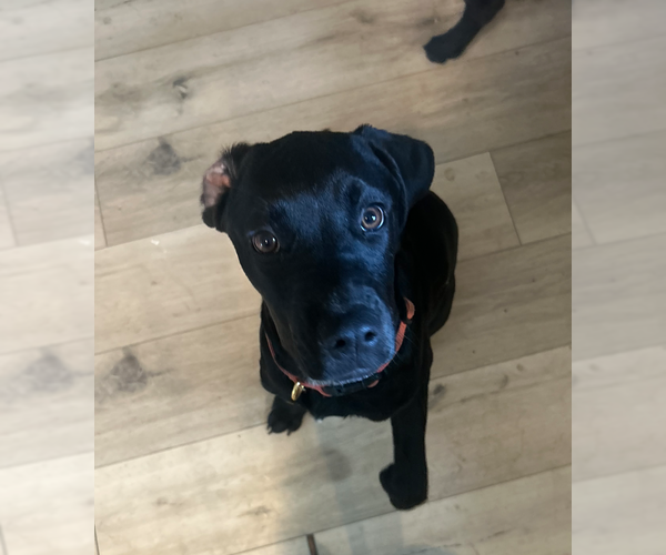 Medium Photo #6 Pointer-Rottweiler Mix Puppy For Sale in McKinney, TX, USA