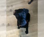 Small #5 Pointer-Rottweiler Mix