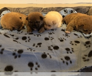 Shiba Inu Puppy for sale in PLAINFIELD, IL, USA