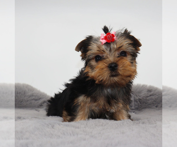 Medium Photo #4 Yorkshire Terrier Puppy For Sale in LOS ANGELES, CA, USA