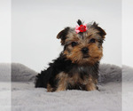Small #3 Yorkshire Terrier