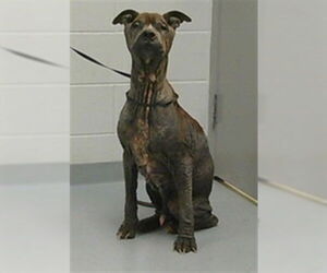 Mutt Dogs for adoption in St. Cloud, FL, USA