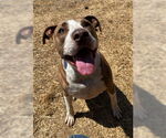 Small #6 Staffordshire Bull Terrier Mix