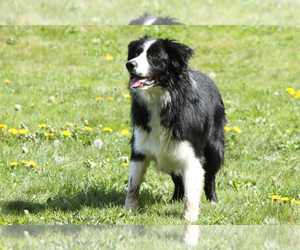 Father of the Border Collie puppies born on 09/14/2025