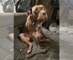 Small #21 American Staffordshire Terrier